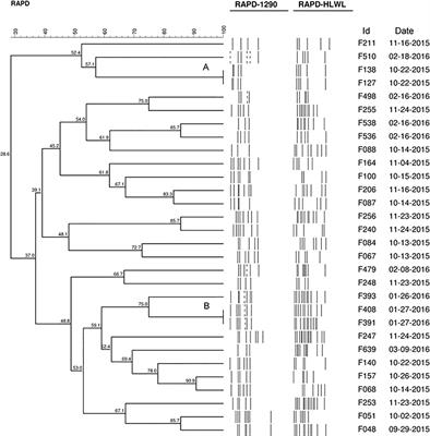 Antibiotic Resistance in the Alternative Lifestyles of Campylobacter jejuni